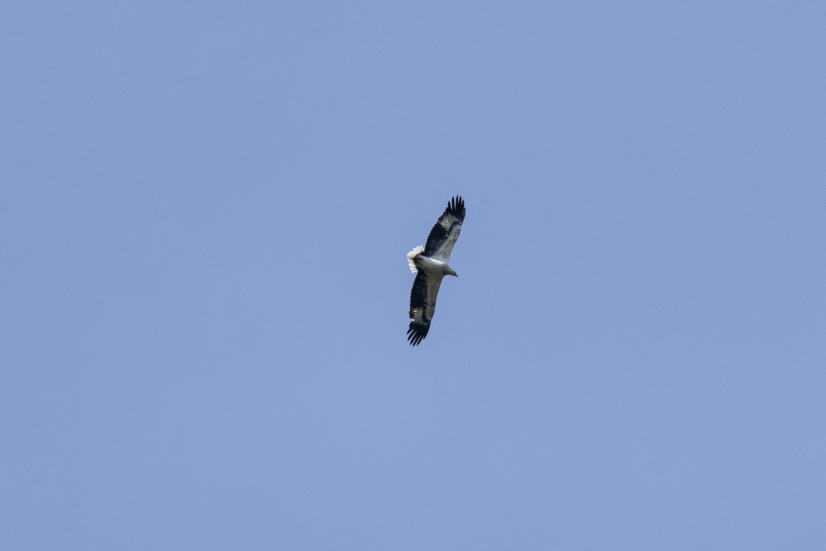 White-bellied Sea-Eagle - ML646346335