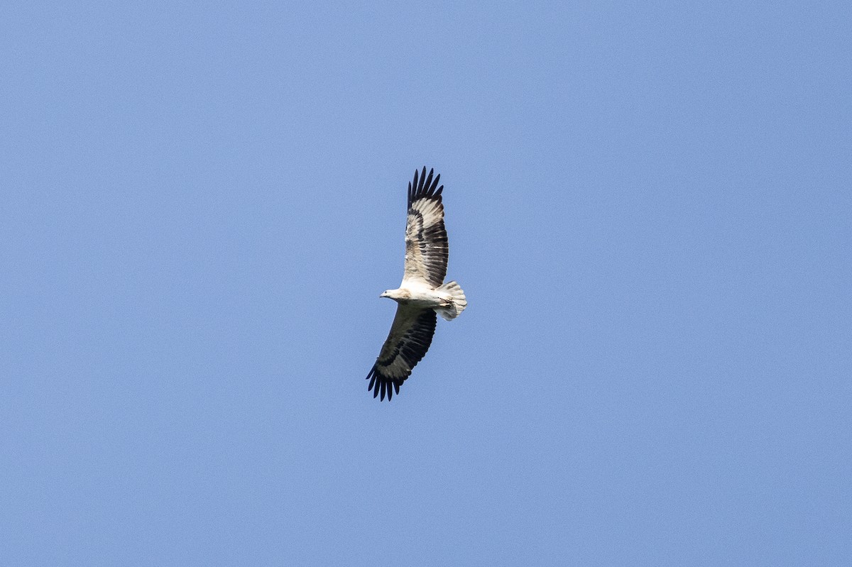 White-bellied Sea-Eagle - ML646346336