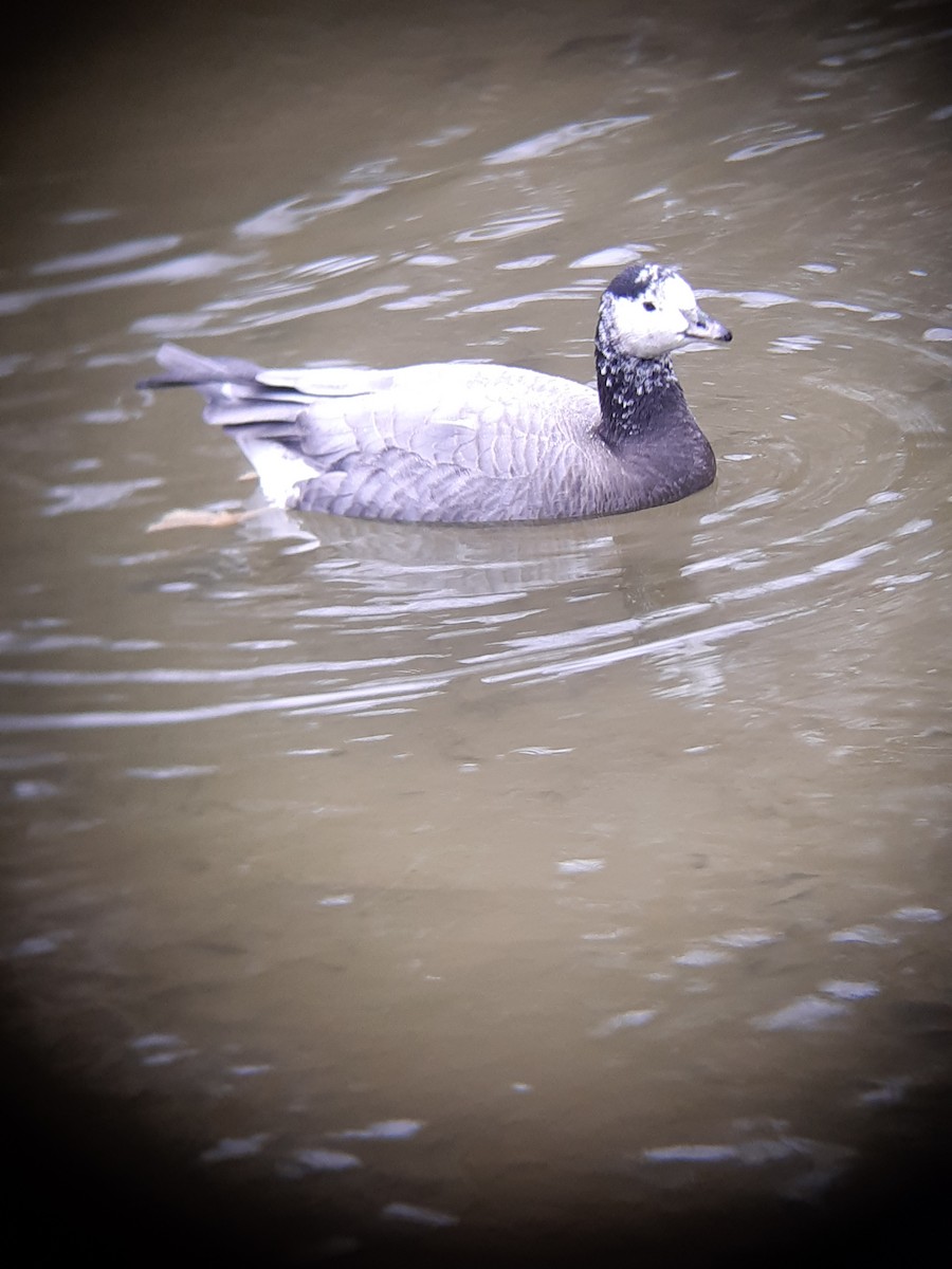 Bar-headed x Barnacle Goose (hybrid) - ML646346337