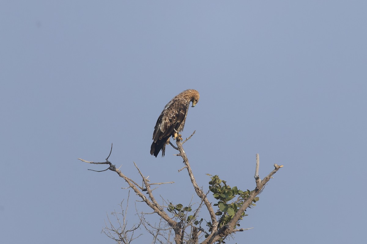 Imperial Eagle - ML646346338