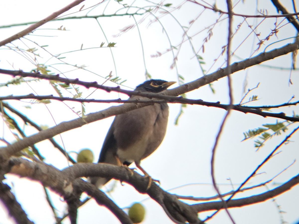 Common Myna - ML646346339