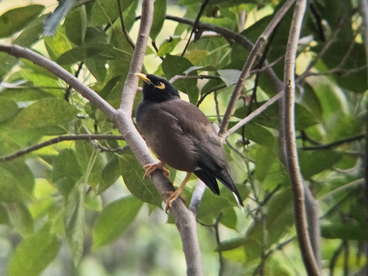 Common Myna - ML646346340