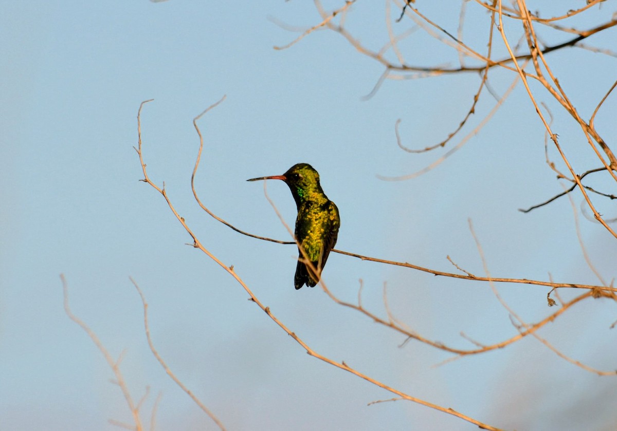 Glittering-bellied Emerald - ML646346342