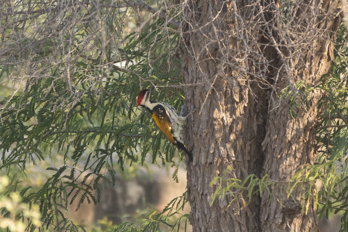 Black-rumped Flameback - ML646346343