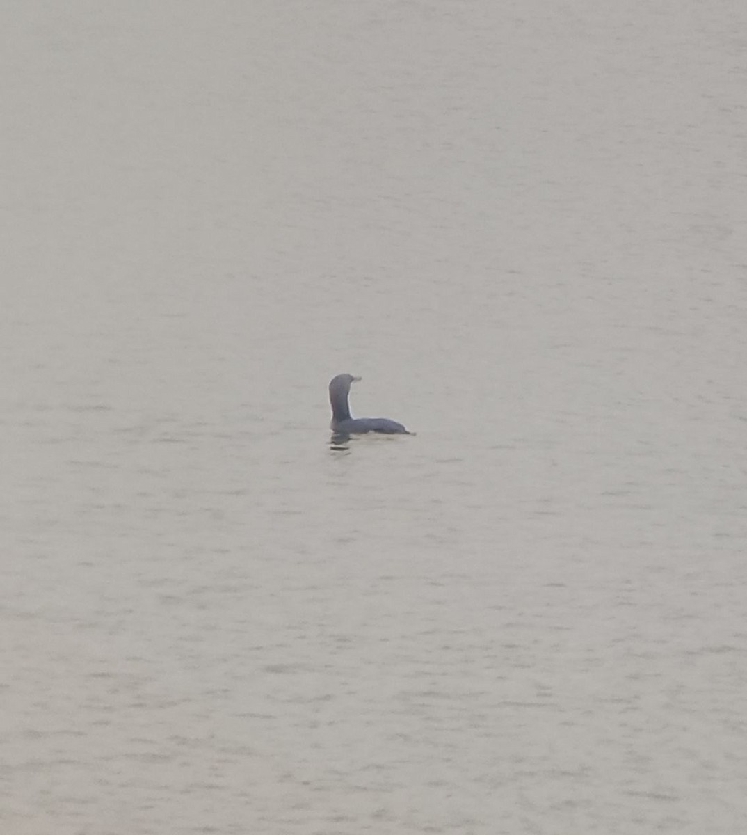 Arctic Loon - ML646346344