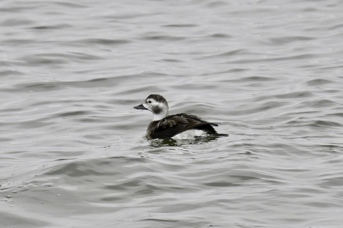 Long-tailed Duck - ML646346346