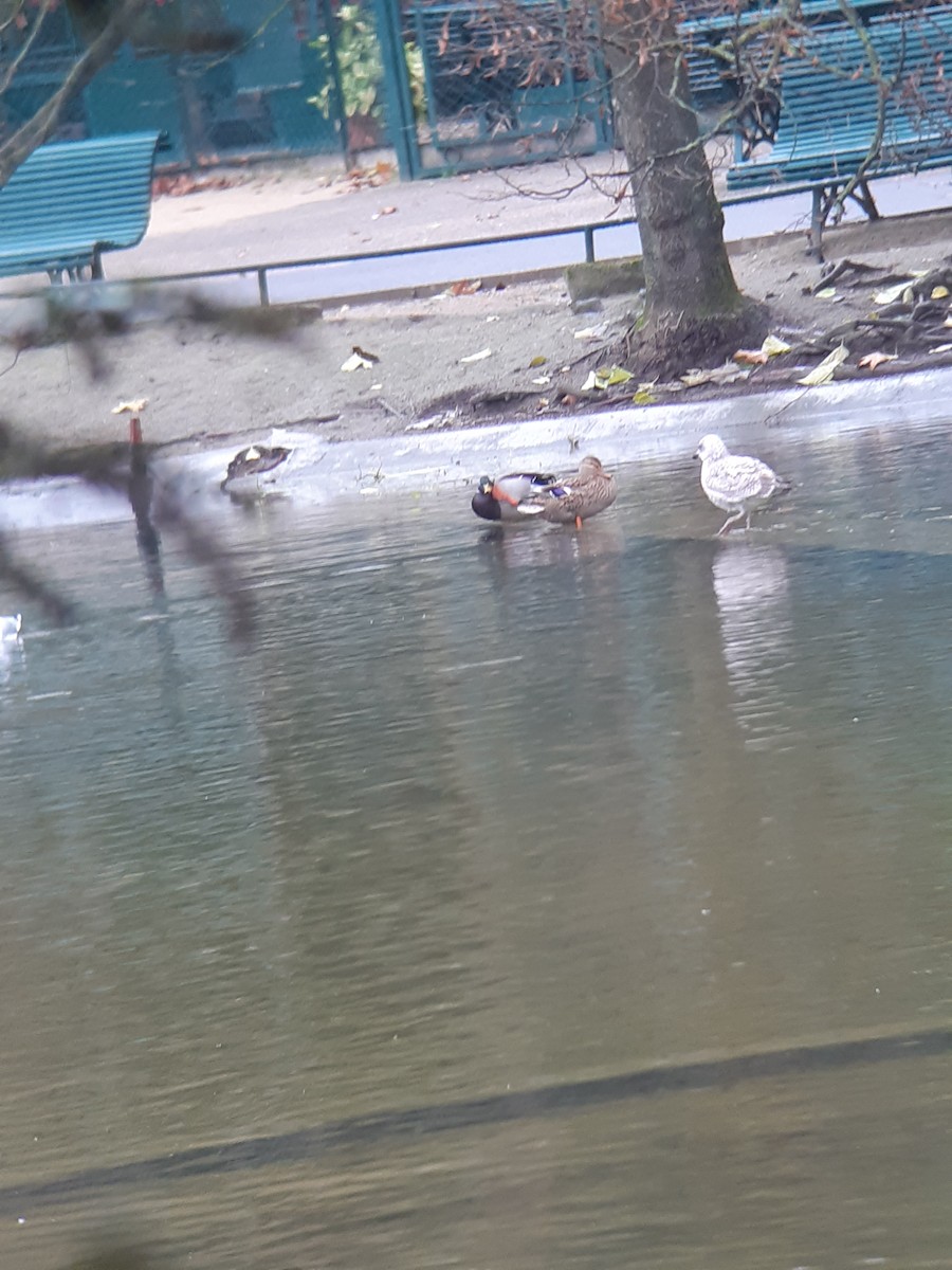 Mallard - ML646346347