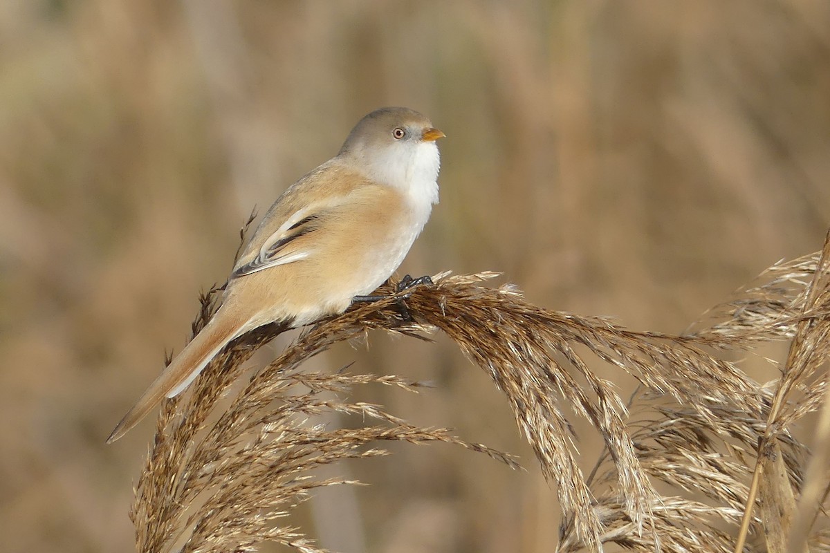 Bearded Reedling - ML646346348