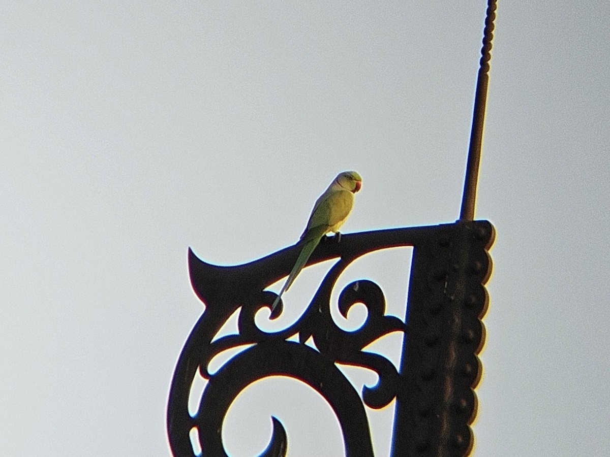 Rose-ringed Parakeet - ML646346351