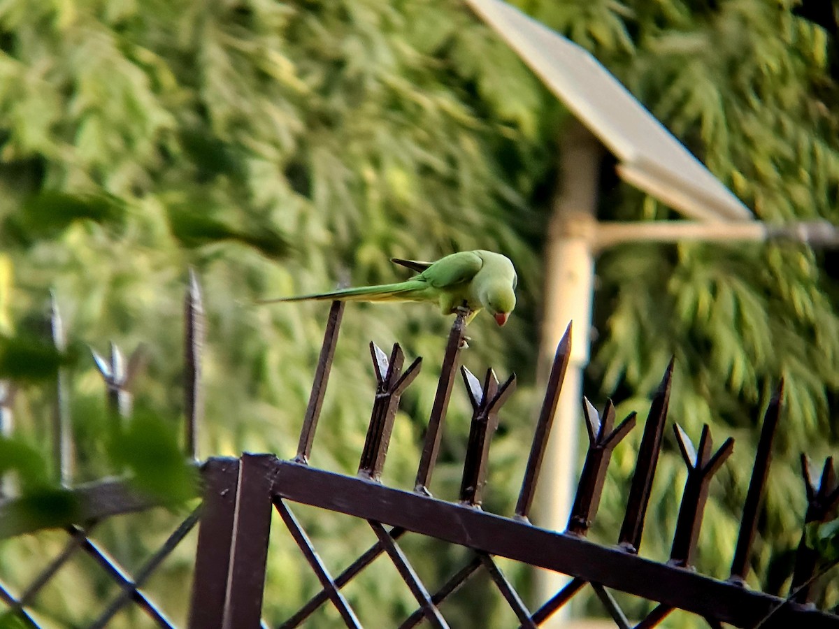 Rose-ringed Parakeet - ML646346352