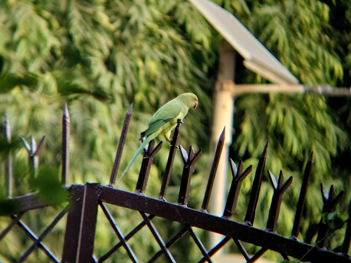Rose-ringed Parakeet - ML646346353