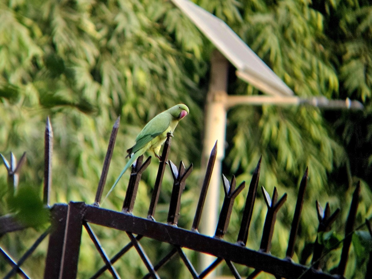 Rose-ringed Parakeet - ML646346354