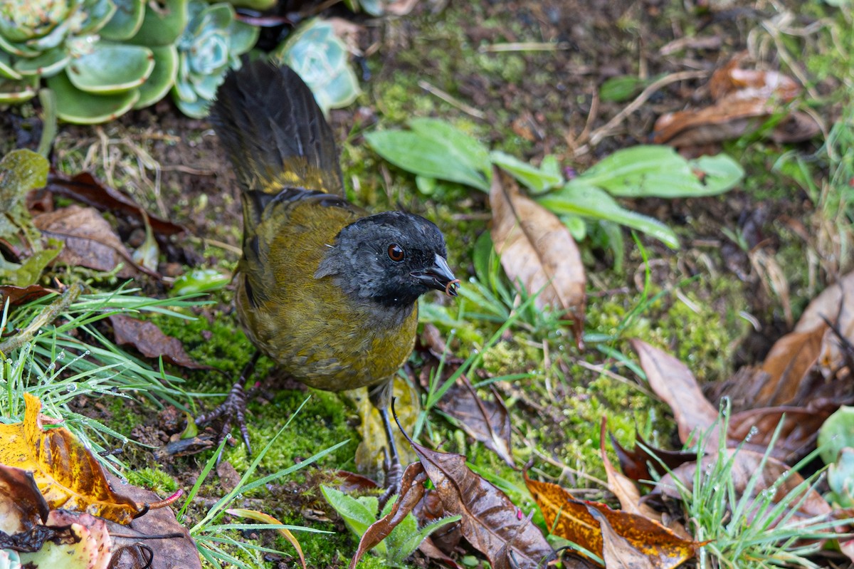 Large-footed Finch - ML646346355