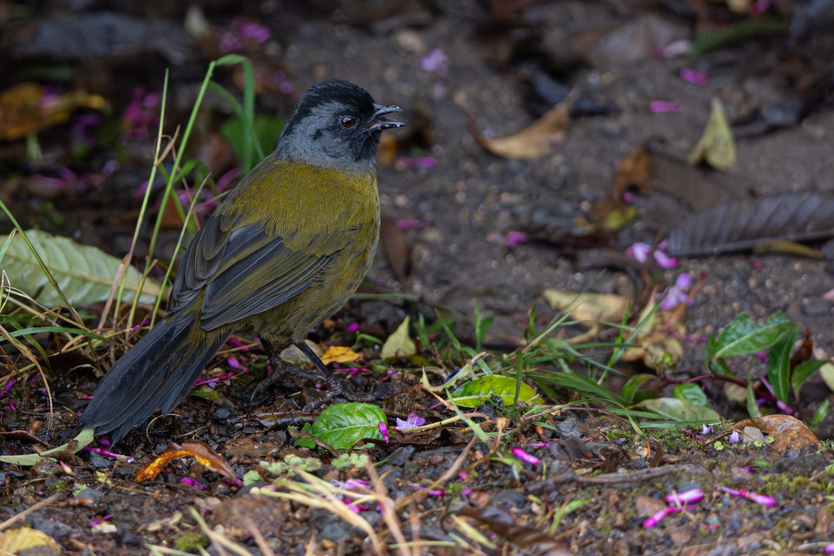 Large-footed Finch - ML646346356