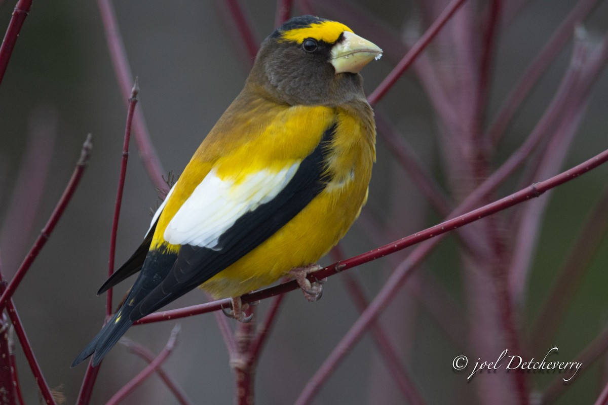 Evening Grosbeak - ML646346358