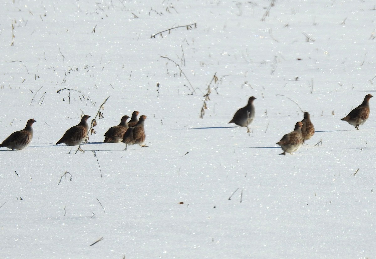 Gray Partridge - ML646346359
