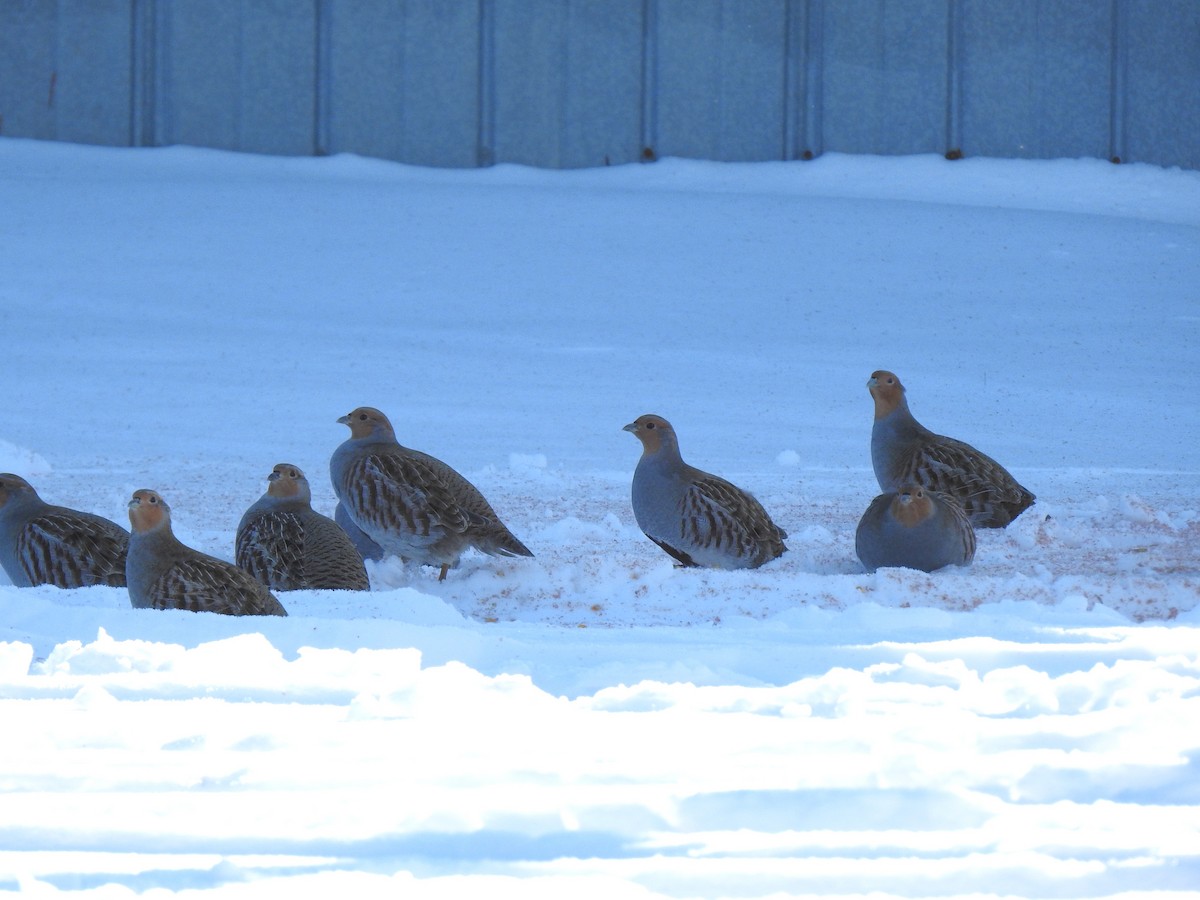 Gray Partridge - ML646346360