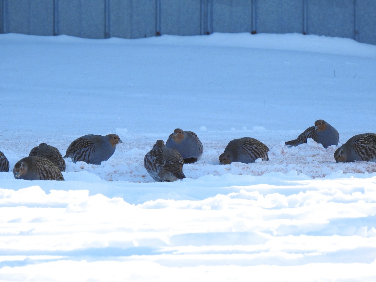 Gray Partridge - ML646346361