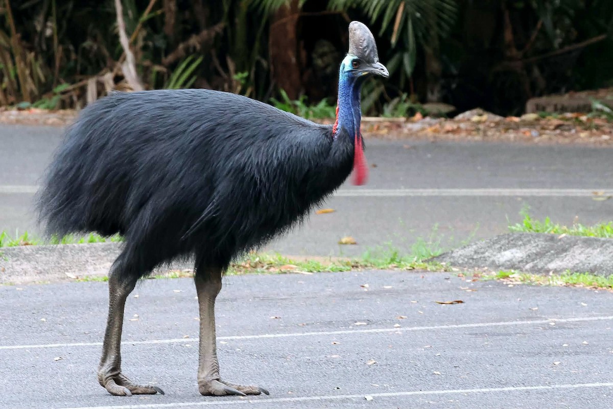 Southern Cassowary - ML646346362