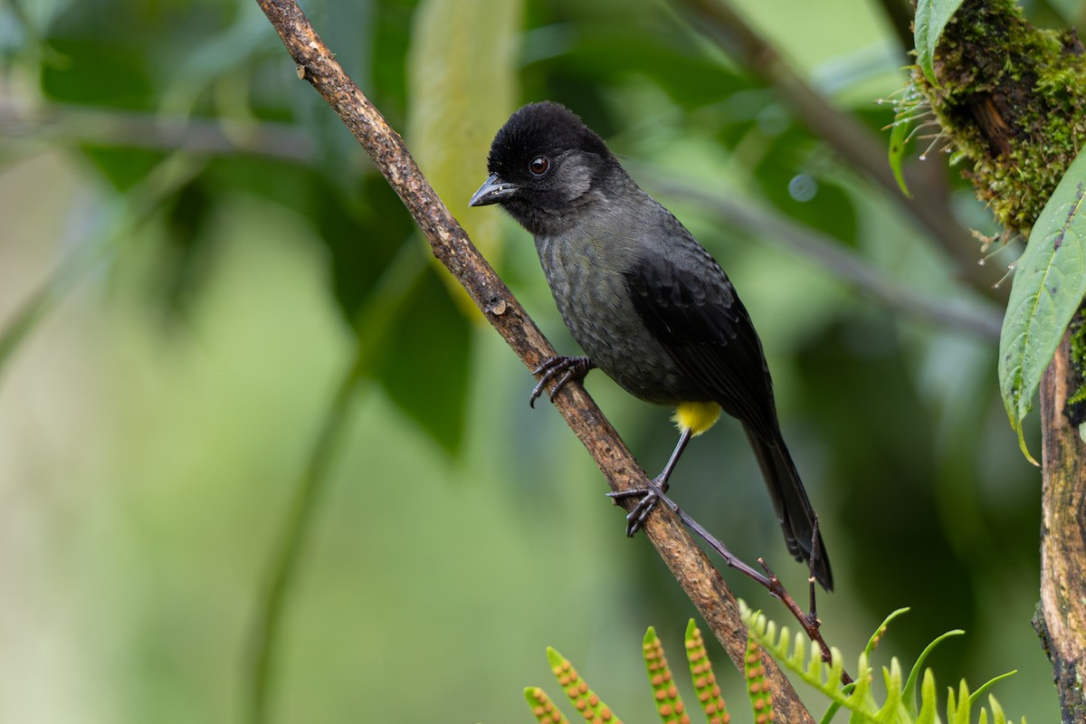 Yellow-thighed Brushfinch - ML646346363