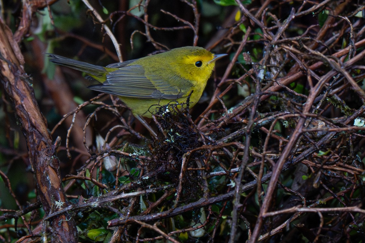 Wilson's Warbler - ML646346364