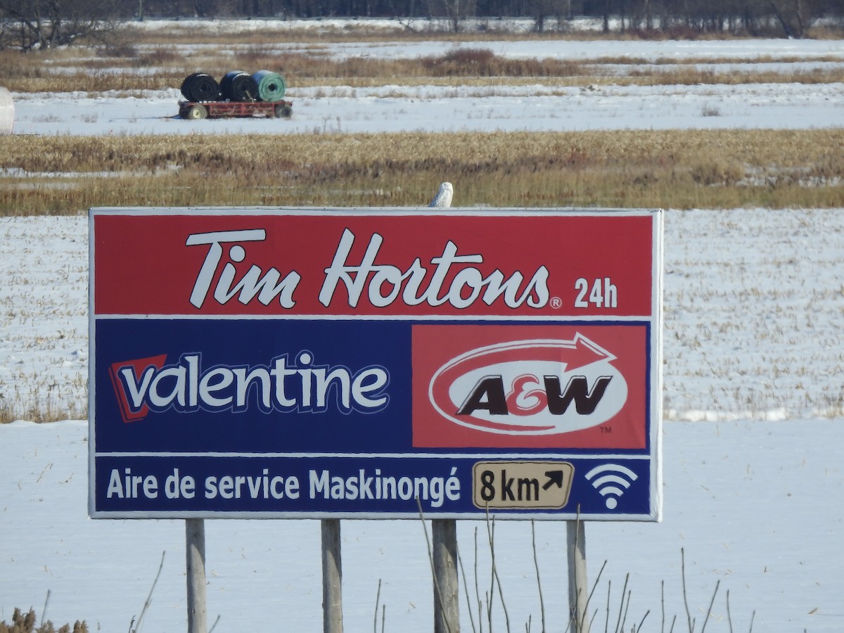 Snowy Owl - ML646346365