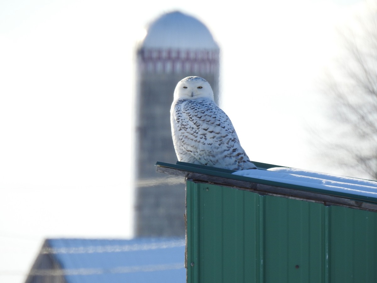 Snowy Owl - ML646346367