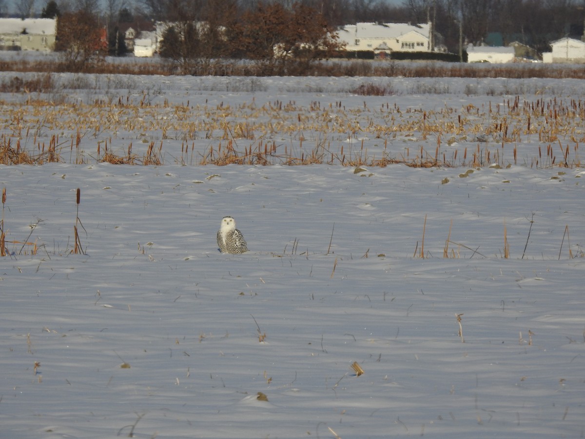 Snowy Owl - ML646346368