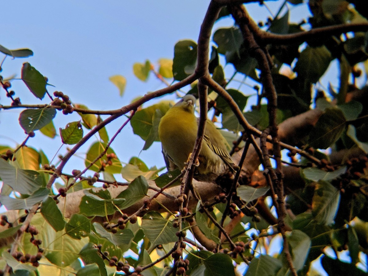 Yellow-footed Green-Pigeon - ML646346369