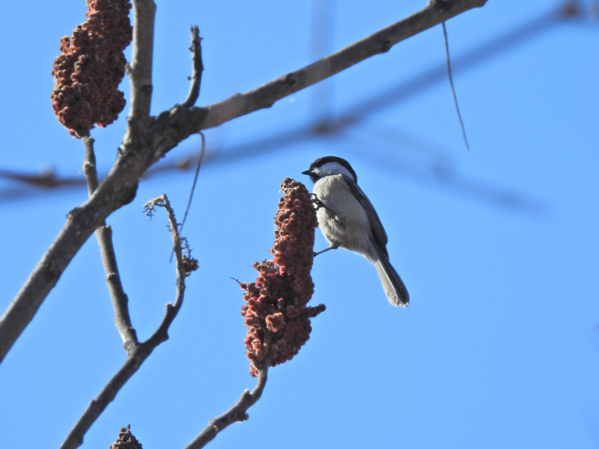 Black-capped Chickadee - ML646346370