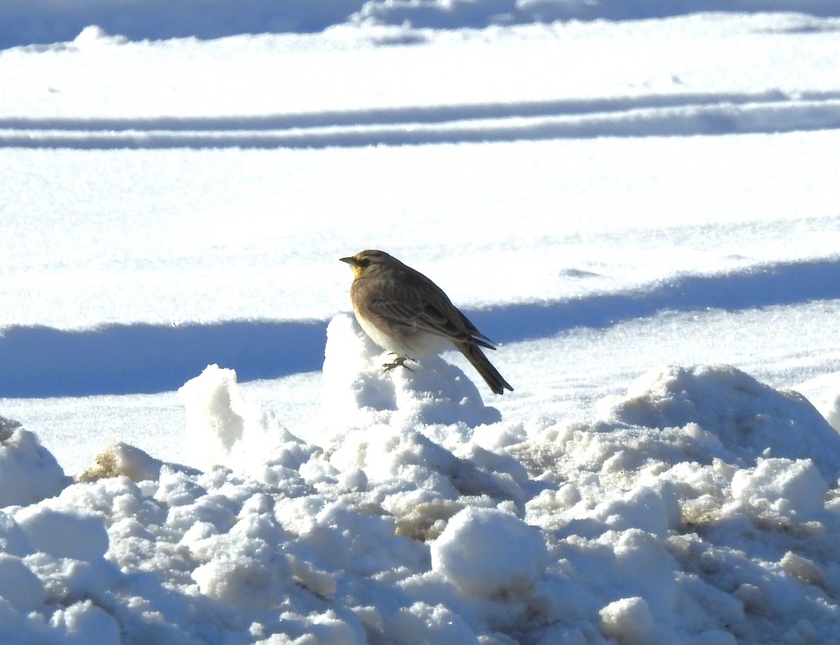 Horned Lark - ML646346371
