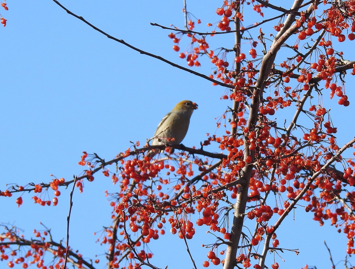 ギンザンマシコ - ML646346372