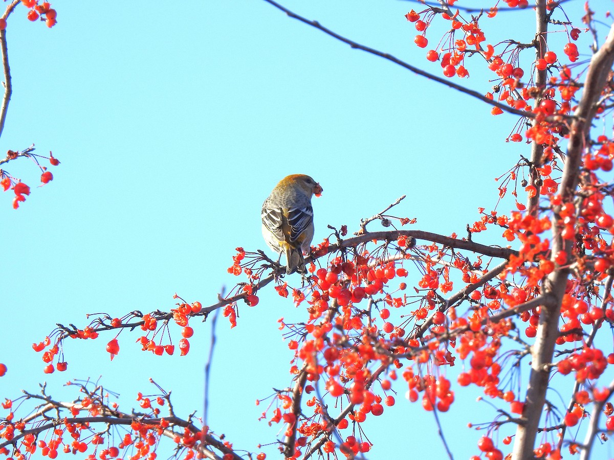 ギンザンマシコ - ML646346373