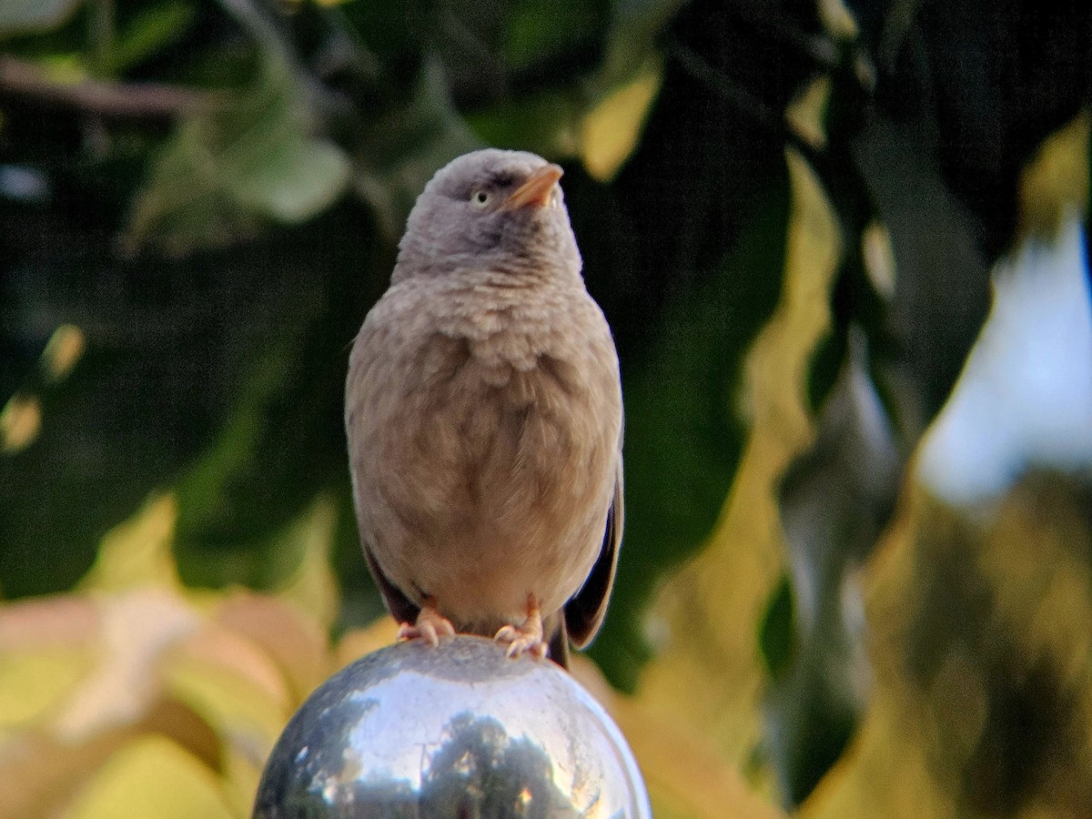 Jungle Babbler - ML646346375
