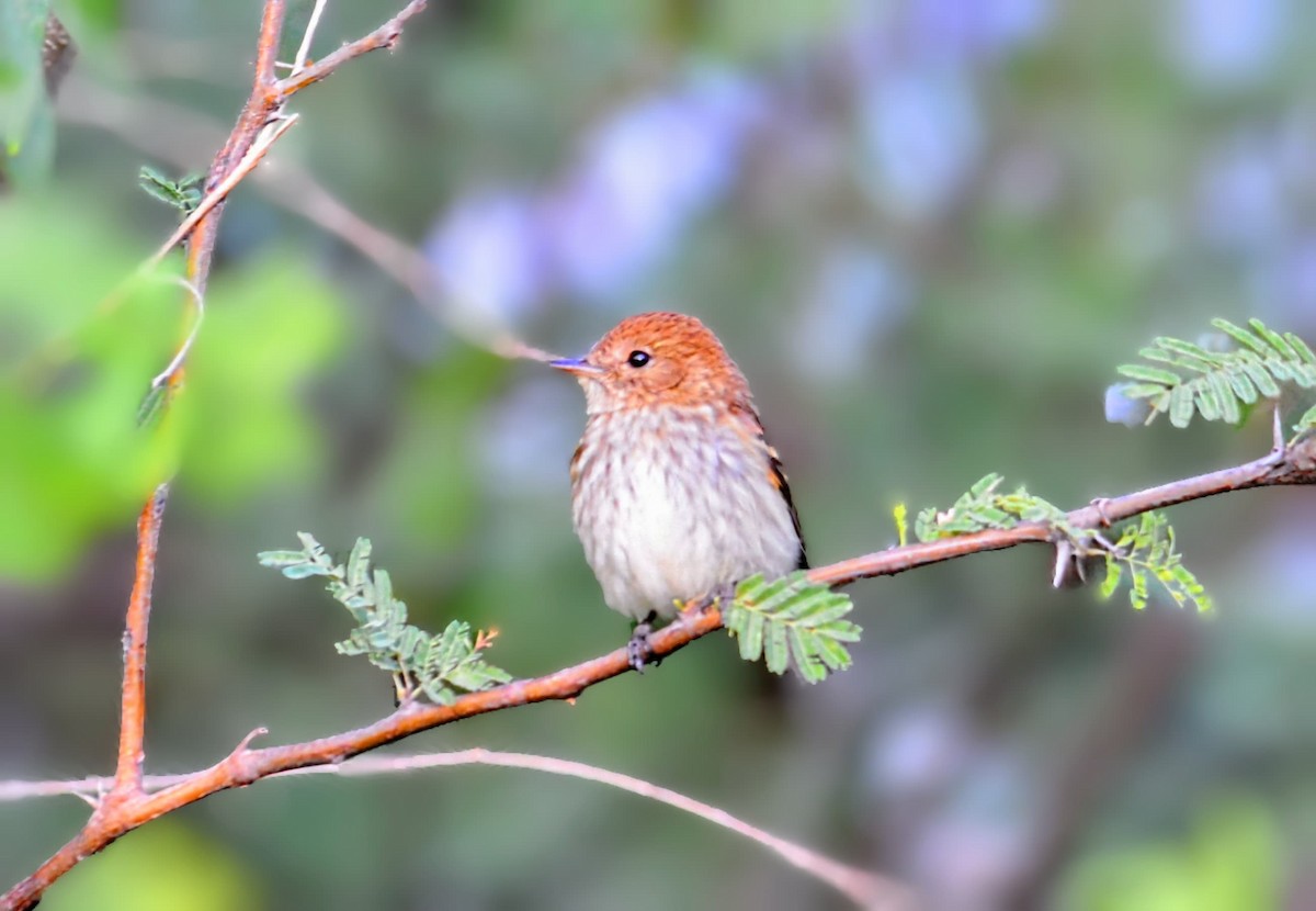 Bran-colored Flycatcher - ML646346376