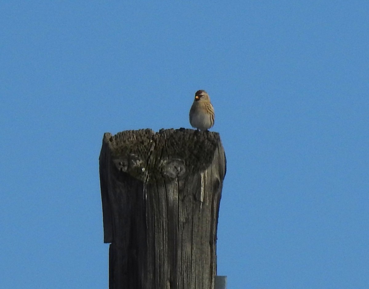 Redpoll - ML646346377