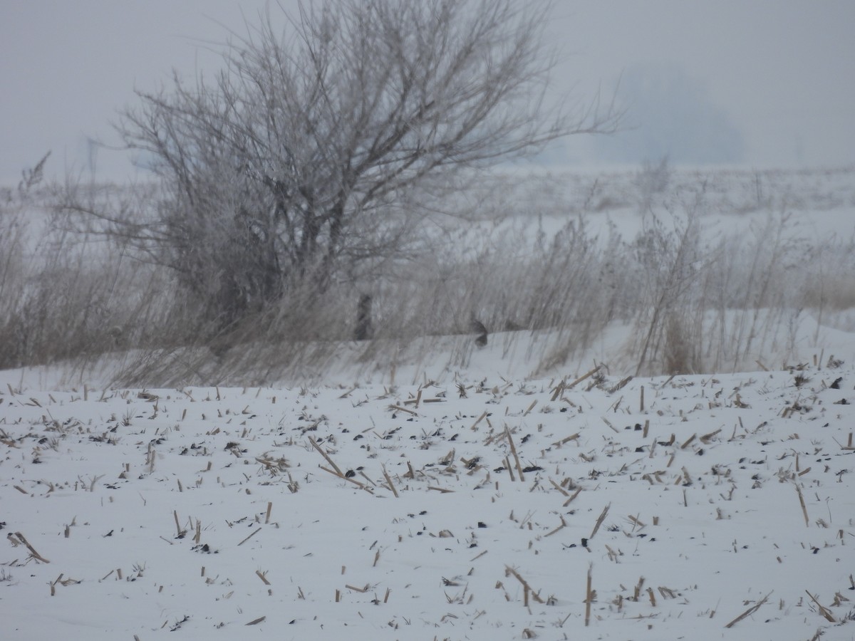 Gray Partridge - ML646346378