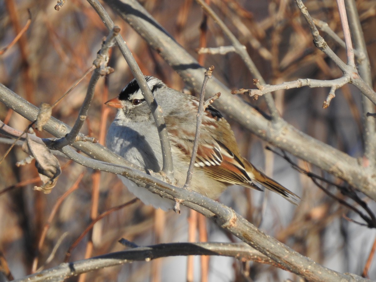 strnadec bělopásý - ML646346379
