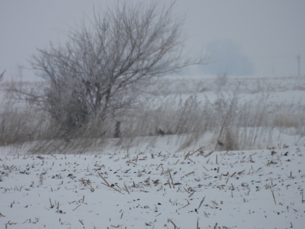 Gray Partridge - ML646346381