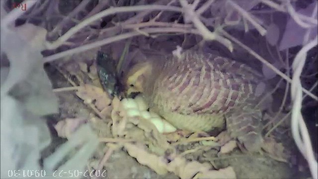 Турач сірий - ML646346382