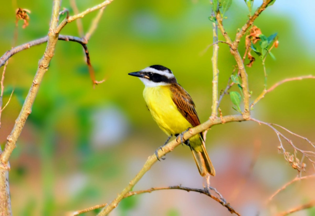 Great Kiskadee - ML646346383