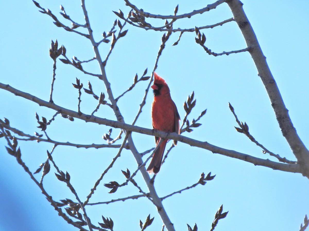 Northern Cardinal - ML646346384