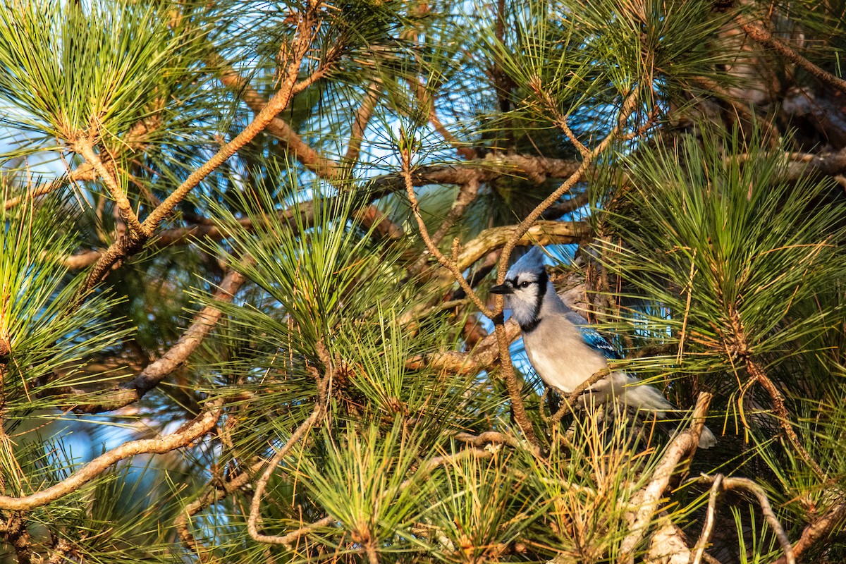 Geai bleu - ML646346385