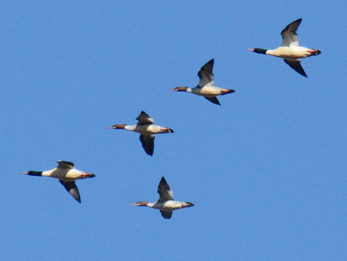 川秋沙(americanus) - ML646346386