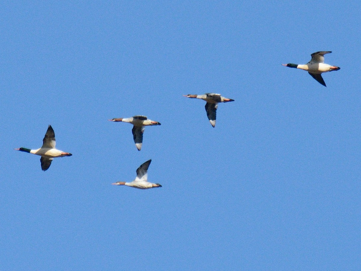 川秋沙(americanus) - ML646346389