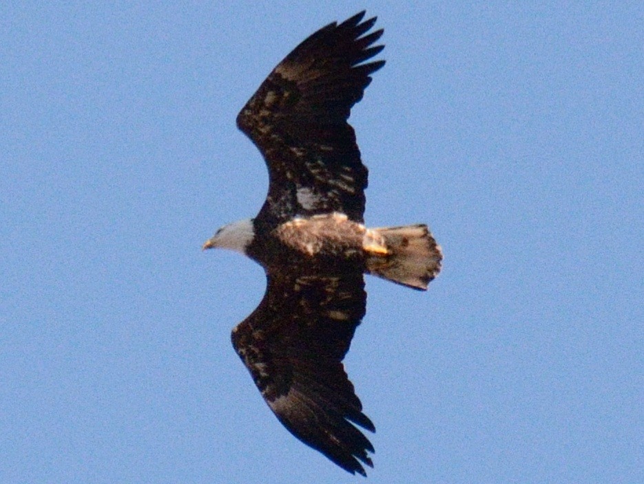 Bald Eagle - ML646346391
