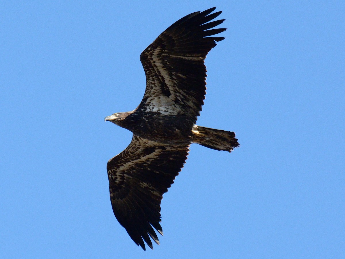Bald Eagle - ML646346392