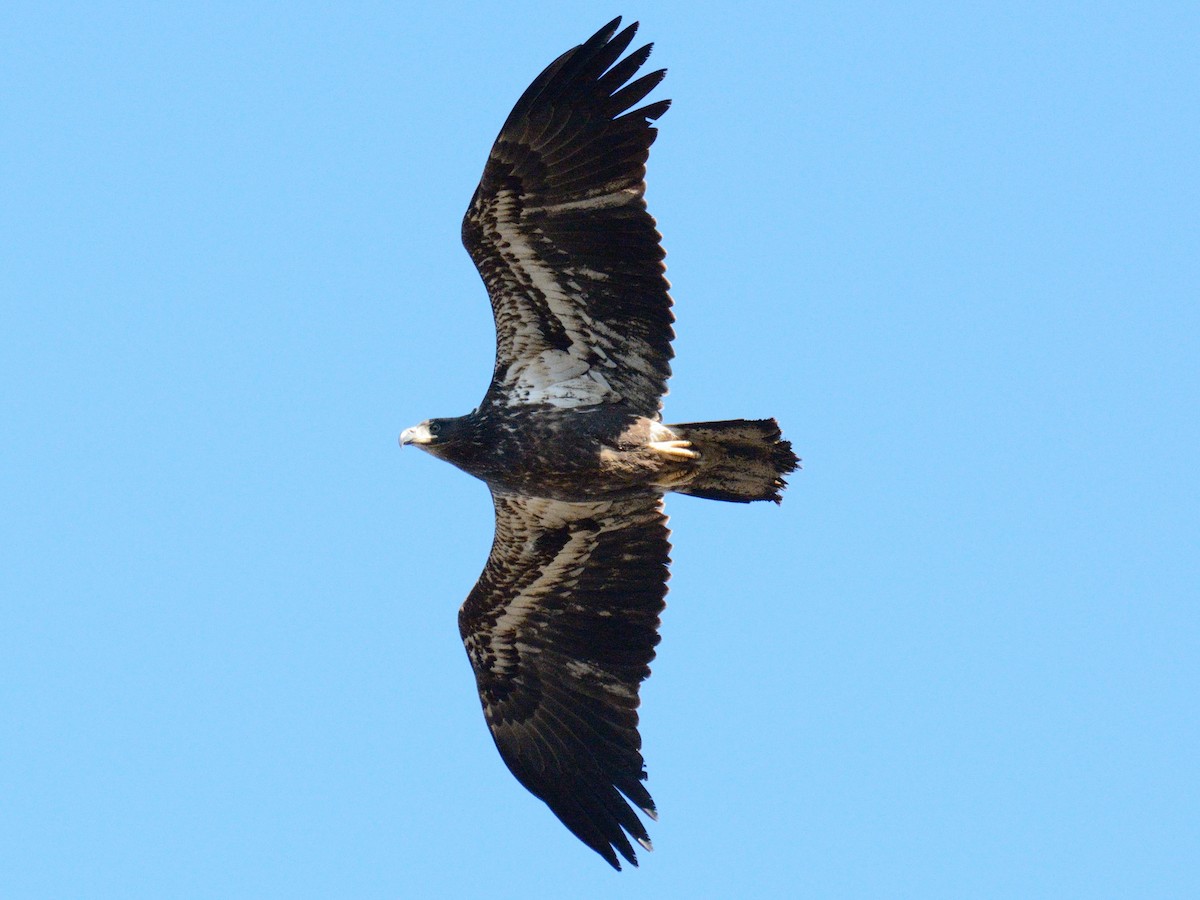 Bald Eagle - ML646346393