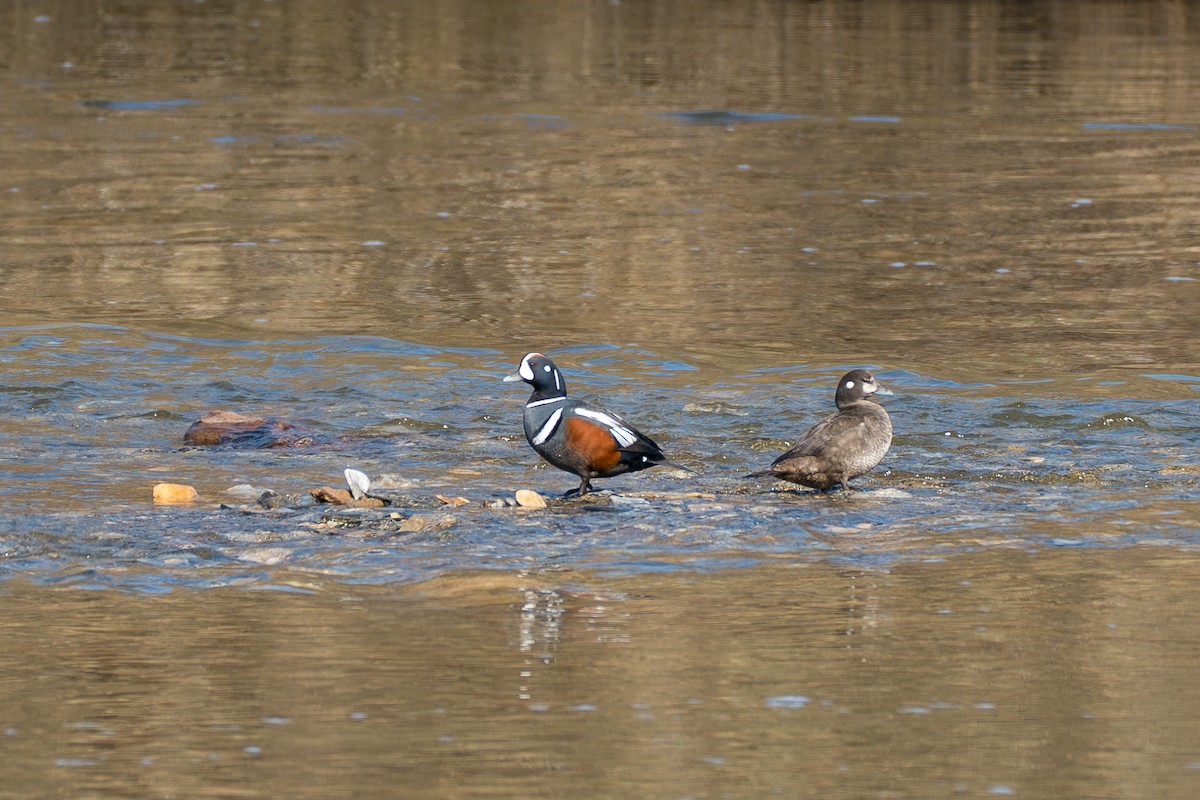 Palyaço Ördeği - ML646346394