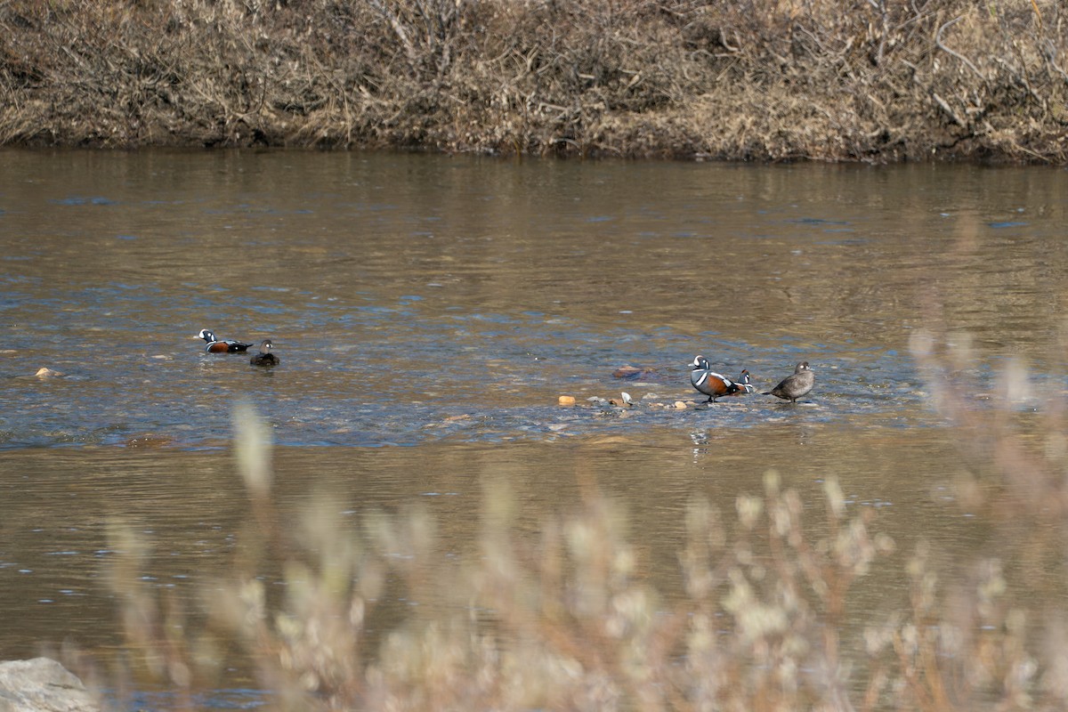 Palyaço Ördeği - ML646346395